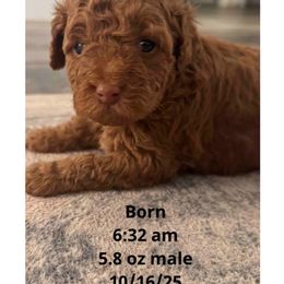 Goldendoodle Puppies from Heather's Goldendoodles