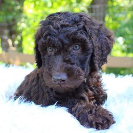 Blaze - Purple collar - Chocolate male Labradoodle puppy in Grants Pass, Oregon from Oregon Valley Pups