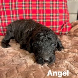 Angel - Black female Poodle puppy in Athens, Georgia from Alexander’s Standard Poodles