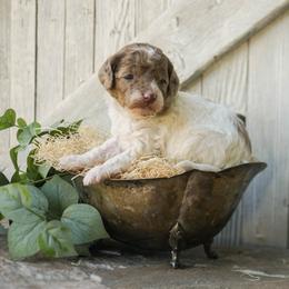 Copper - Red and white male Cockapoo puppy in Seattle, Washington from Sweet Home Doodles