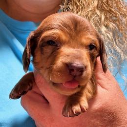 Boy 1 - Dapple male Dachshund puppy in Pierson, Florida from Michelle’s Mini Dachshunds