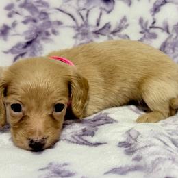 Cream Female Longhair Possible Soft Wire - Cream female Dachshund puppy in Cleveland, Tennessee from Kelly's Doxie Farm