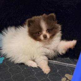 Daisy - Chocolate parti female Pomeranian puppy in Cropwell, Alabama from Poms On The Lake