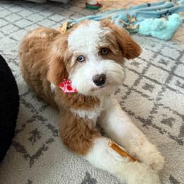 Zara - Goldendoodle