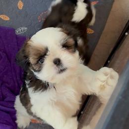 Jimmy - Red and white male Shih Tzu puppy in Redmond, Oregon from Jazzie Shih Tzu