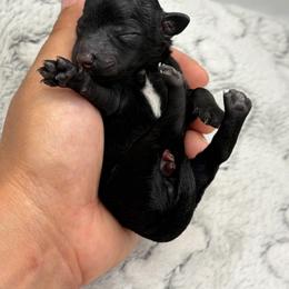 Lixira's Armani - Black male Poodle puppy in Sumter, South Carolina from Lixira Poodles LLC
