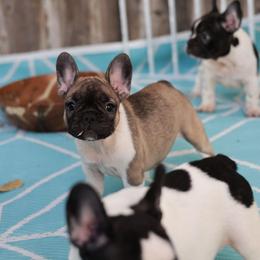 Fayre - White and fawn female French Bulldog puppy in Twin Falls, Idaho from Whispering White Pines Labradors
