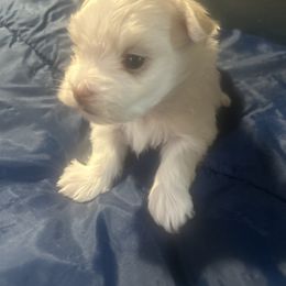 Tanner - White and tan male Maltese puppy in Merrillville, Indiana from Holley's Lovable Maltese Puppies
