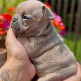 Fizz - Blue fawn male French Bulldog puppy in Miami, Florida from Oceanside French Bulldogs