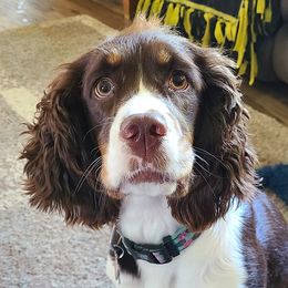 Bailey - English Springer Spaniel