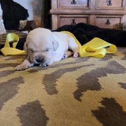 Yellow Collar Female - Yellow male Labrador Retriever puppy in La Vernia/San Antonio, Texas from Allure Ranch Labrador Retriever's