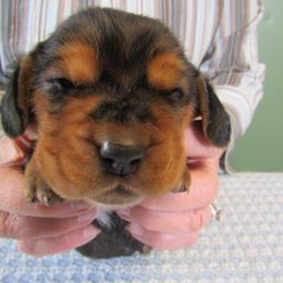 LEO - Black brown and white male Basset Hound puppy in Francesville, Indiana from Sandyhill Basset Hounds