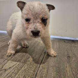 Brisbane - Red mottled male Australian Cattle Dog puppy in Prescott Valley, Arizona from KS Cattle Dogs