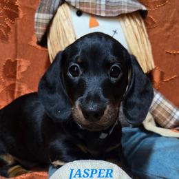 Jasper - Black and tan male Dachshund puppy in Blair, Oklahoma from North Fork Doxies-Okla