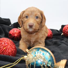 Eiffel - Red female Australian Cobberdog puppy in Bellingham, Minnesota from Whispering Prairie Australian Cobberdog