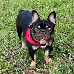 French Bulldog puppies from 4T Ranch