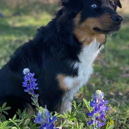 Australian Shepherds from J&C DownSouth Aussies
