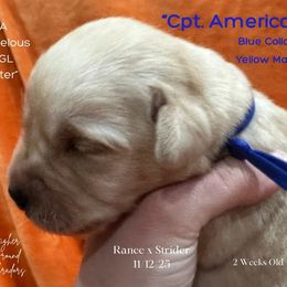 Cpt. America - Blue Collar, Yellow Male - 3,500 - Yellow male Labrador Retriever puppy in Eaton Rapids, Michigan from Higher Ground Labradors