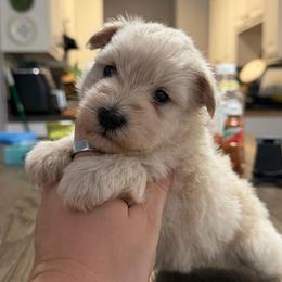 Moose - Wheaten male Miniature Schnauzer puppy in Lufkin, Texas from C&K’s Schnauzer House