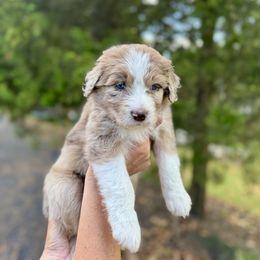 Aussiedoodle Puppies from Doodle Duo