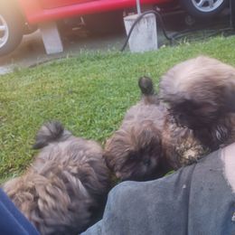 Shih Tzu Puppies from Peterson Shih Tzus