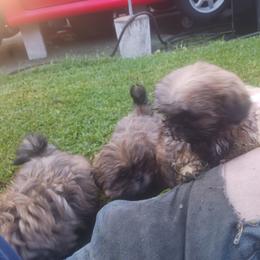 Shih Tzu Puppies from Peterson Shih Tzus
