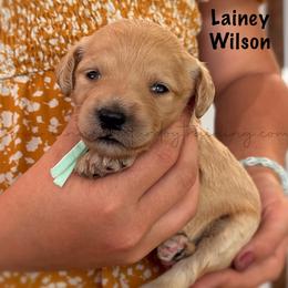 Lainey Wilson - Cream female Goldendoodle puppy in Lancaster, Minnesota from North Star Dog Training