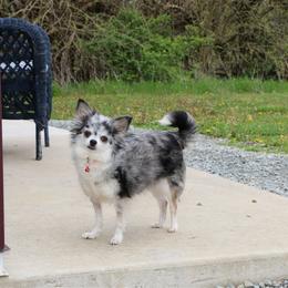 Addy - Chihuahua