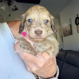 Oscar - Cream male Dachshund puppy in Alva, Florida from Salty C's Dachshunds