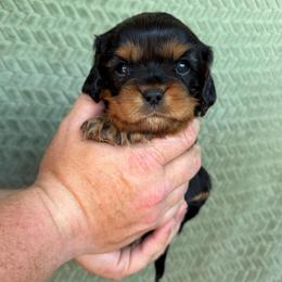 Cajun - Black and tan male Cavalier King Charles Spaniel puppy in Gonzales, Texas from Veach Cavaliers & Farm