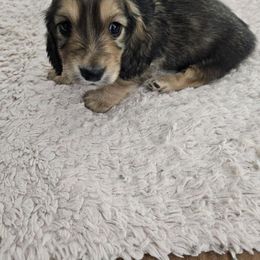Dachshund Puppies from T&J Lovable Long-Haired AKC Dachshunds