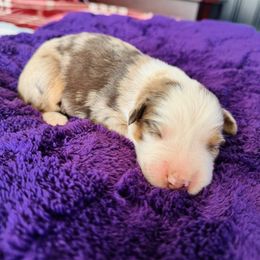 Max - Red merle male Australian Shepherd puppy in Charlotte, North Carolina from Awesome Aussies