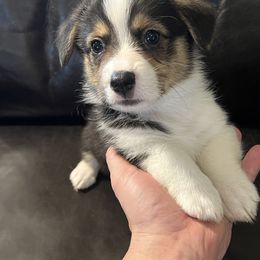 Jack - Pembroke Welsh Corgi puppy from Gulf Coast Corgis