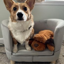 Pembroke Welsh Corgi Puppies from Jersey Shore Corgis