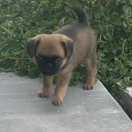 Girl 2 - Belge female Brussels Griffon puppy in Valley Springs, California from Gold Country Griffs