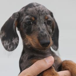 Dapple girl - Dapple female Dachshund puppy in Lancaster, California from Avignon