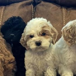 Aussiedoodle and Cockapoo Puppies from Ouachita River Cockapoos