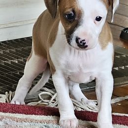 Girl 2 - Red female Italian Greyhound puppy in Phillips, Maine from Maplewood Italian Greyhounds