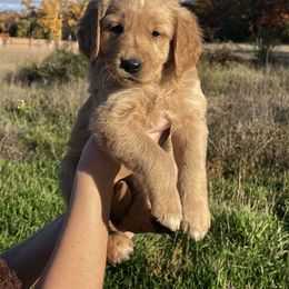 Golden Retriever Puppies from Johnson's Red