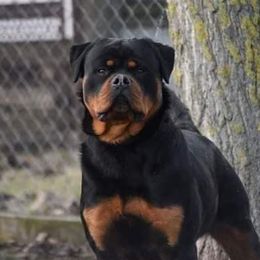 Rottweilers from Ridge Road Rotties