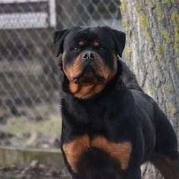 Rottweilers from Ridge Road Rotties