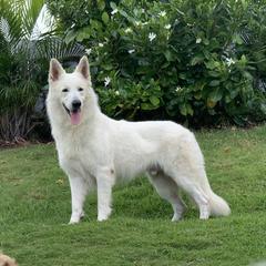 Georgie - Berger Blanc Suisse