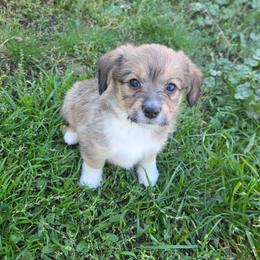 Nugget - Sable female Corgipoo puppy in Ellensburg, Washington from Dawn to Dusk Cockapoos