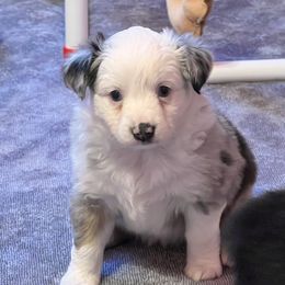 Girl 4 - Blue merle Miniature Australian Shepherd puppy in Corydon, Indiana from Arbuckle’s Lookin Good Aussies (LGA)