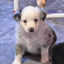 Girl 4 - Blue merle Miniature Australian Shepherd puppy in Corydon, Indiana from Arbuckle’s Lookin Good Aussies (LGA)
