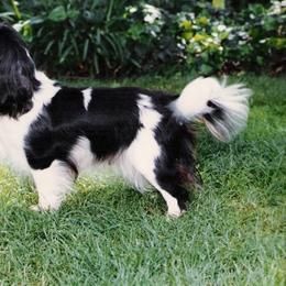 Cavalier King Charles Spaniel and Tibetan Spaniel All Grown Up from Chadwick Cavaliers