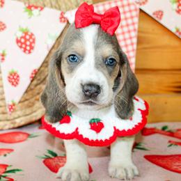 Sadie - Blue tan and white female Basset Hound puppy in Antlers, Oklahoma from Rocking H