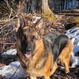 Ember - German Shepherd