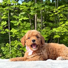 Pink Bow OFA - Red female Cavapoo puppy in Evart, Michigan from Northern’s Cute Cuddly Cava Poos