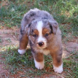 Toy Australian Shepherd Puppies from Mobley Ranch Toy Aussies